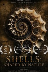 Shells: Shaped by Nature