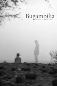 Bugambilia